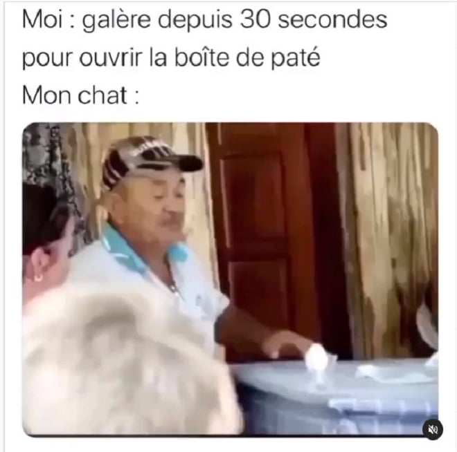 20-meilleurs-memes-de-chats